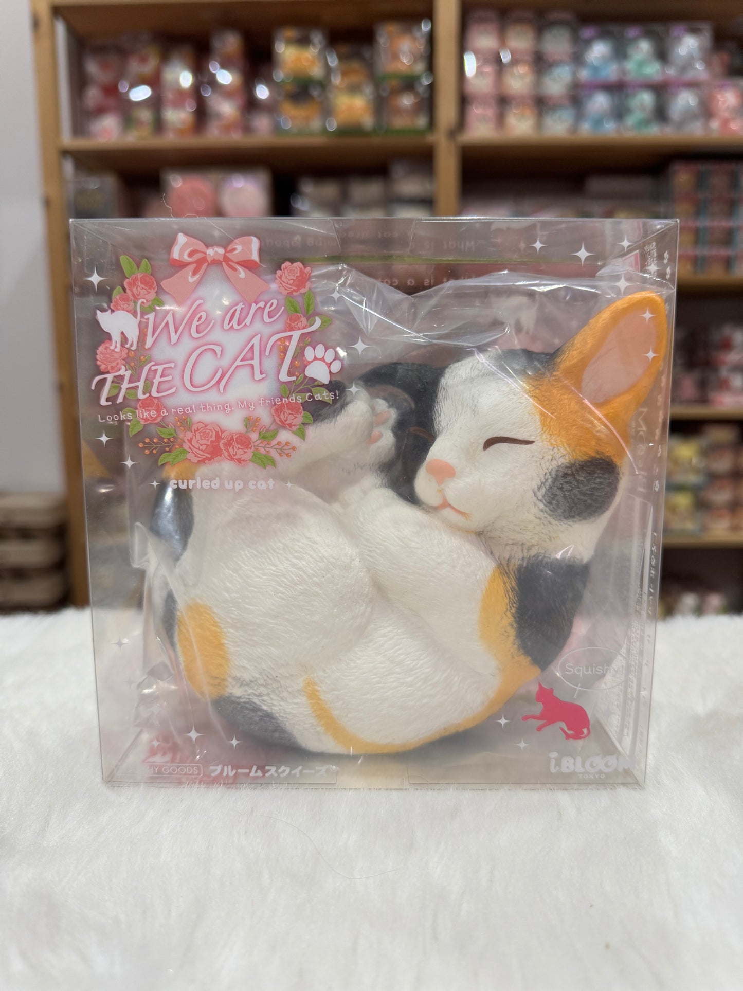 แมวนอนขด