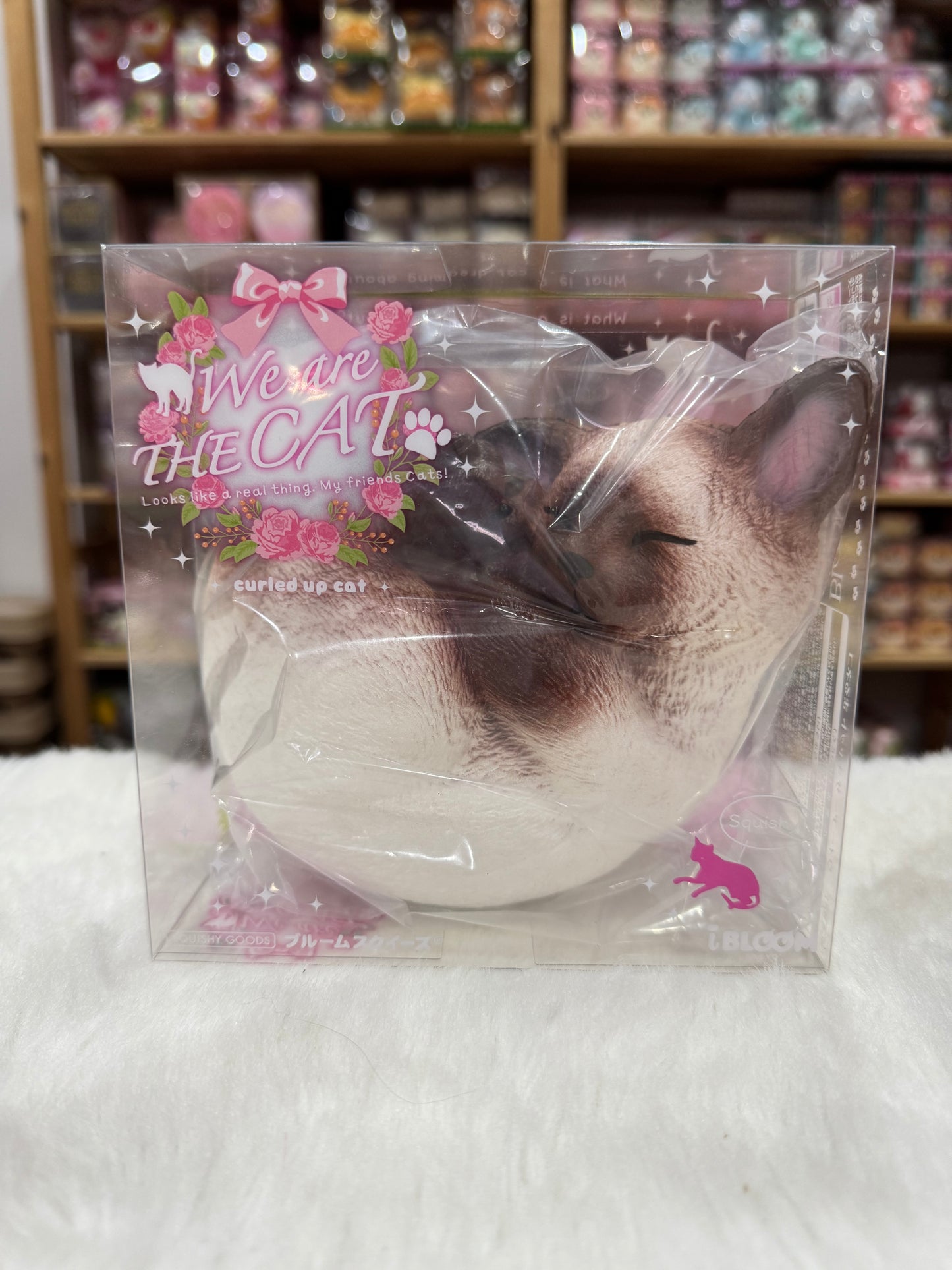 แมวนอนขด